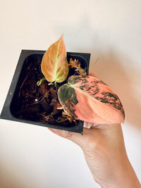 Philodendron Melanocrysum Orange "Bonfire"