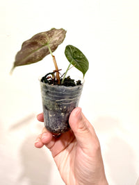 Alocasia Azlanii Pink Variegated