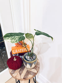 Philodendron Gloriosum Albo