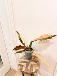 Philodendron Caramel Marble