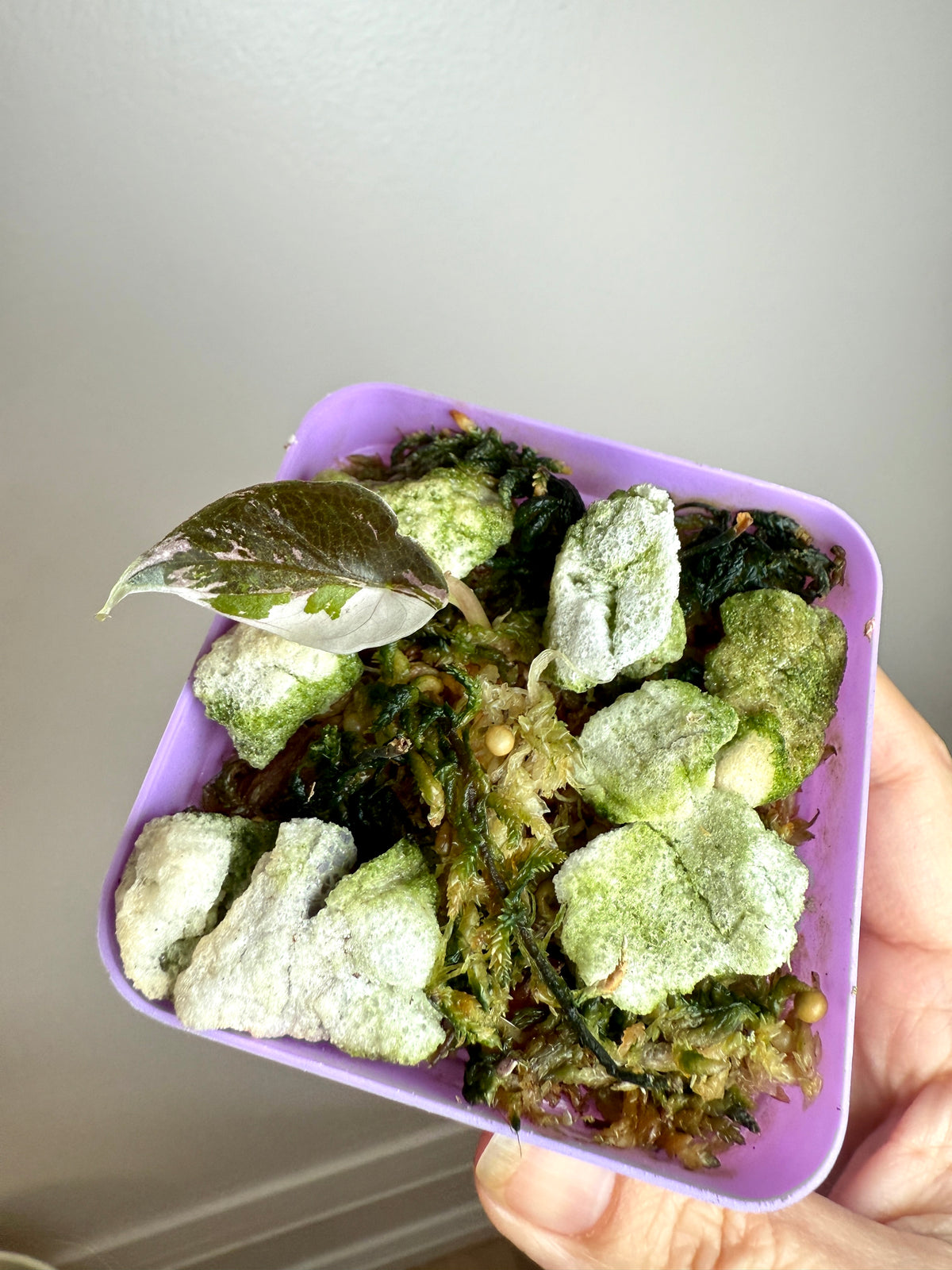 Alocasia Chantrieri Pink