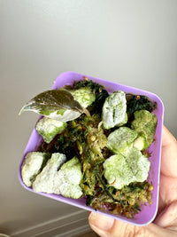 Alocasia Chantrieri Pink