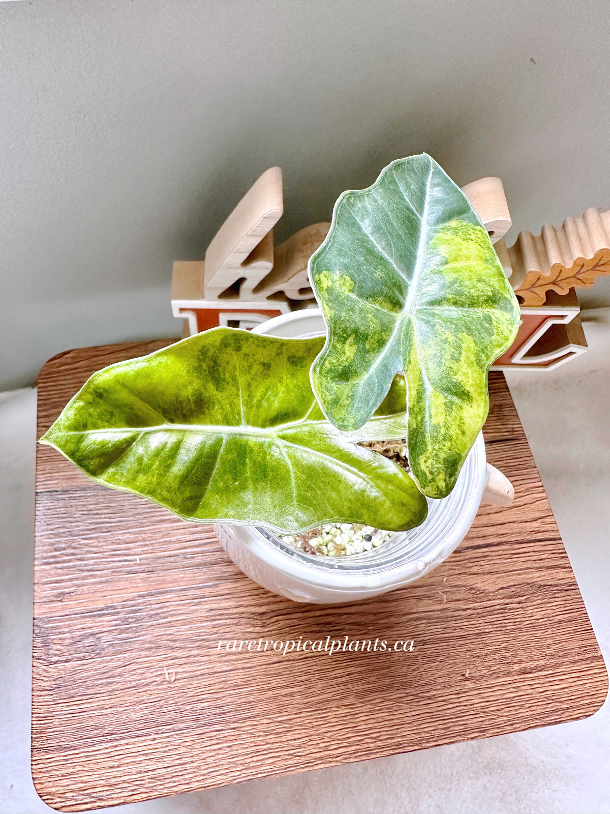 Alocasia Pseudo Aurea