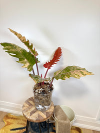 Philodendron Caramel Marble