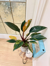 Philodendron Red Congo Variegated