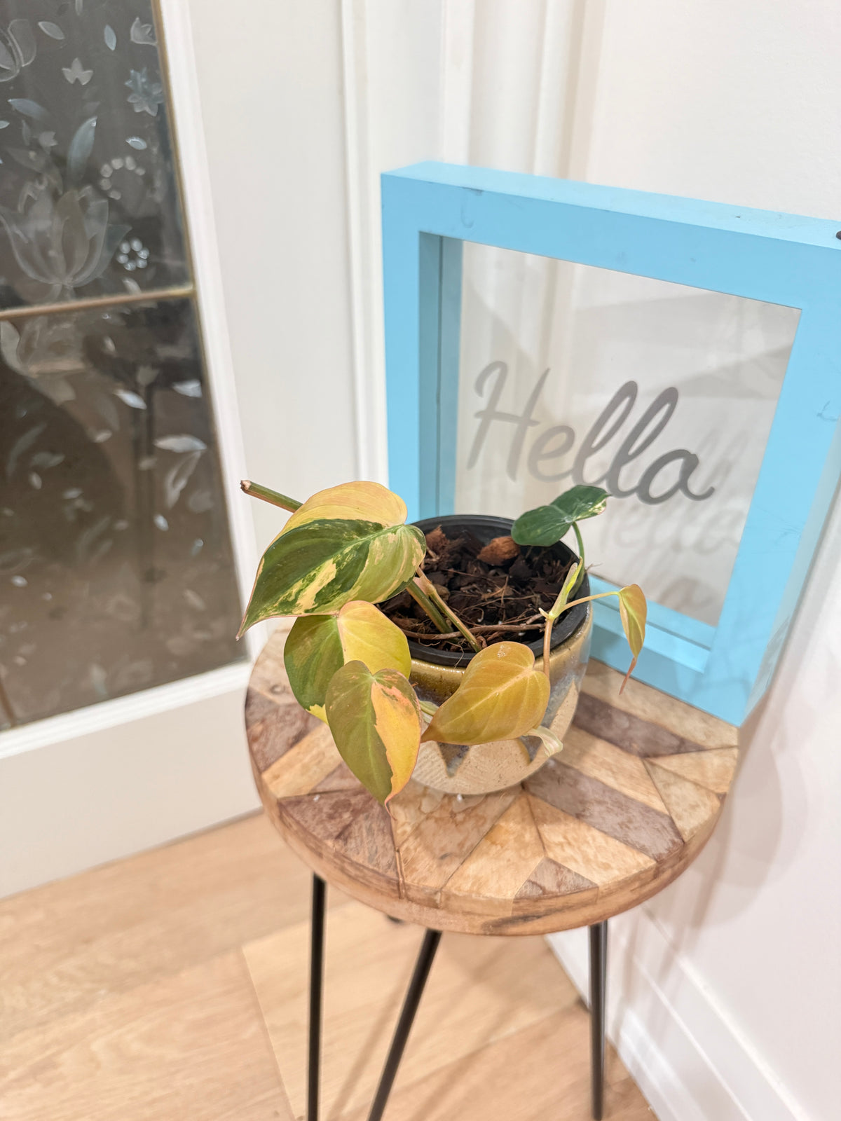 Philodendron Micans Variegated