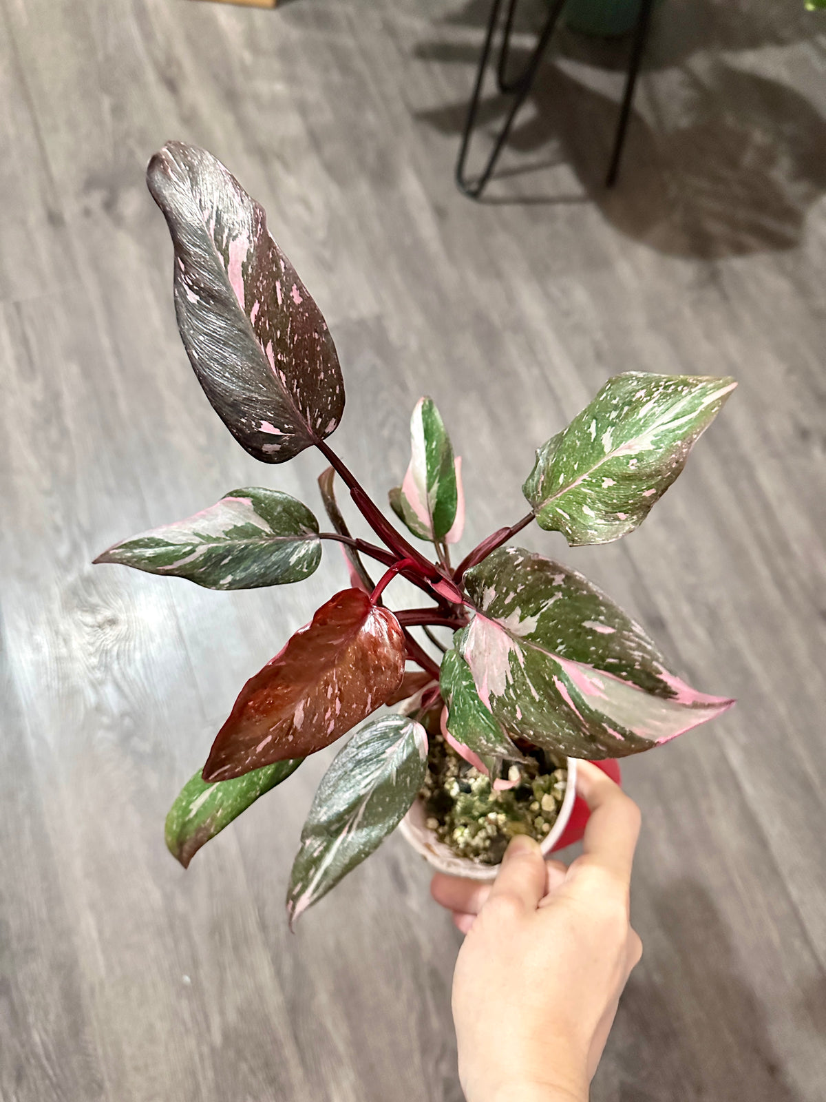 Philodendron Pink Princess Galaxy