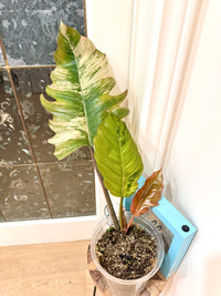 Philodendron Caramel Marble