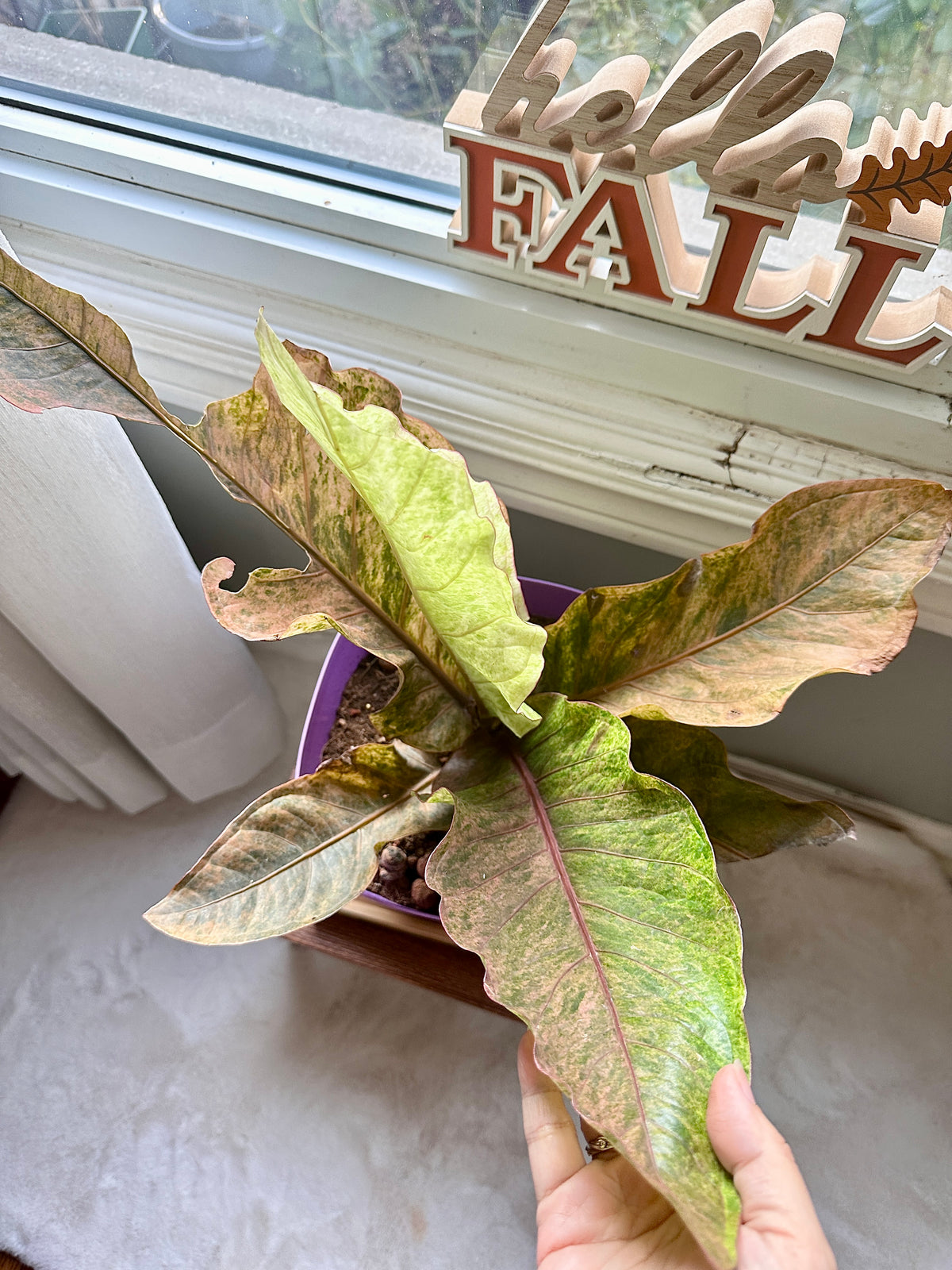 Anthurium Hookeri Pink Variegated