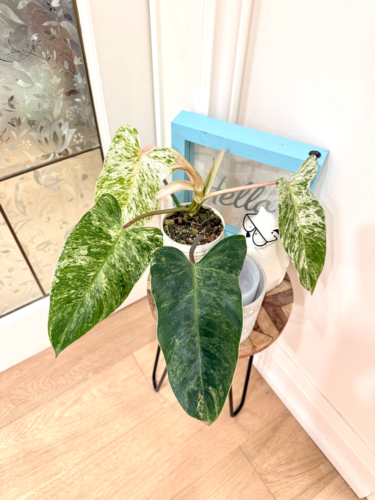 Philodendron Emerald Ice