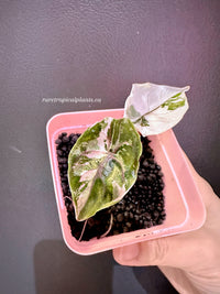 Alocasia Azlanii Pink + BV Gold