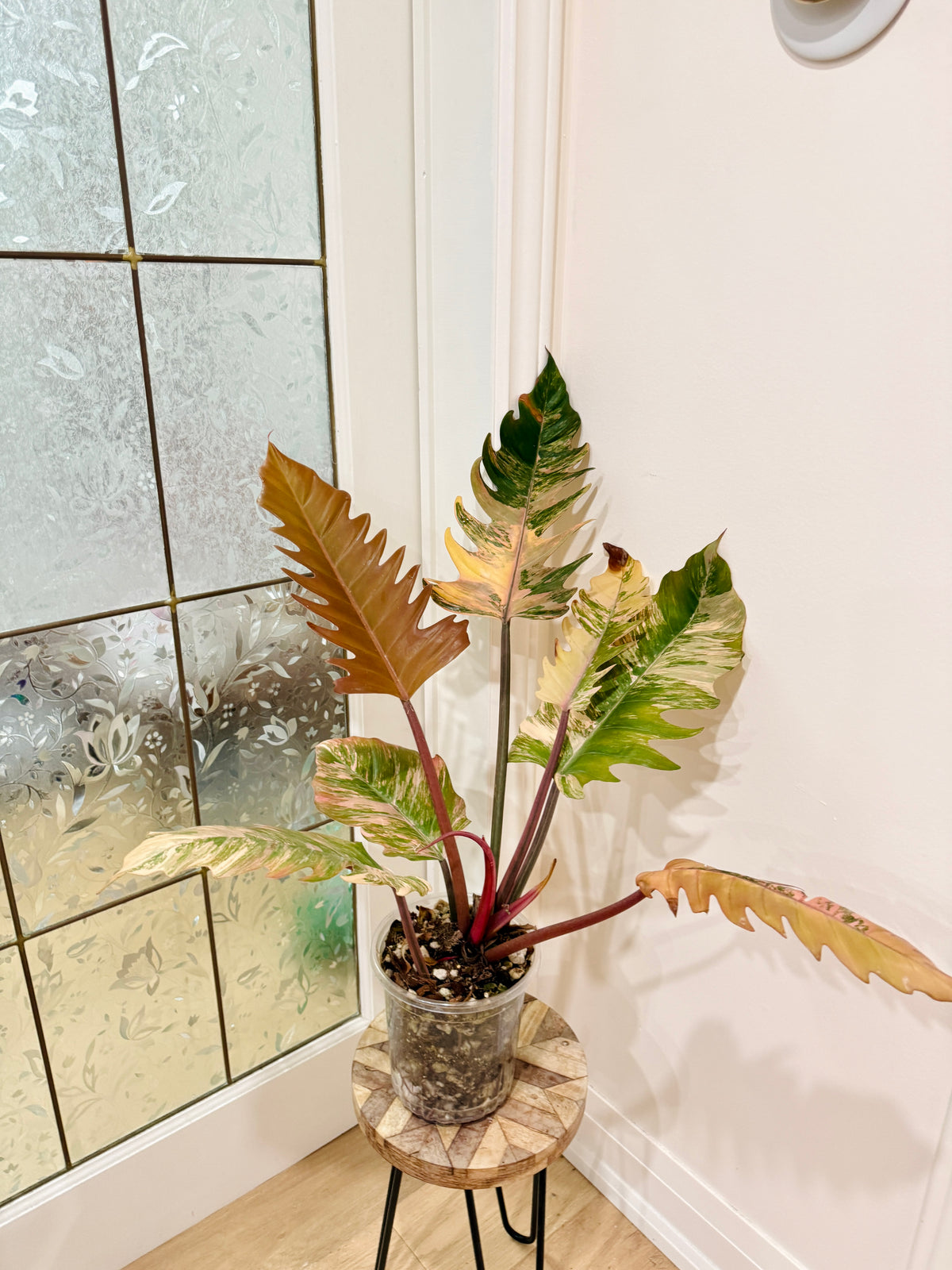 Philodendron Caramel Marble
