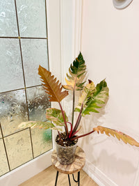 Philodendron Caramel Marble