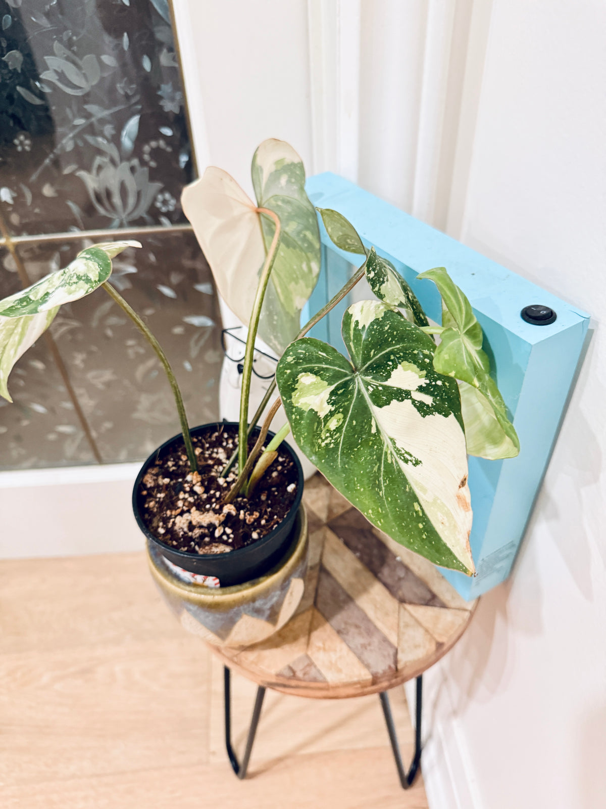 Philodendron Gloriosum Galaxy
