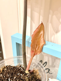 Philodendron Caramel Marble