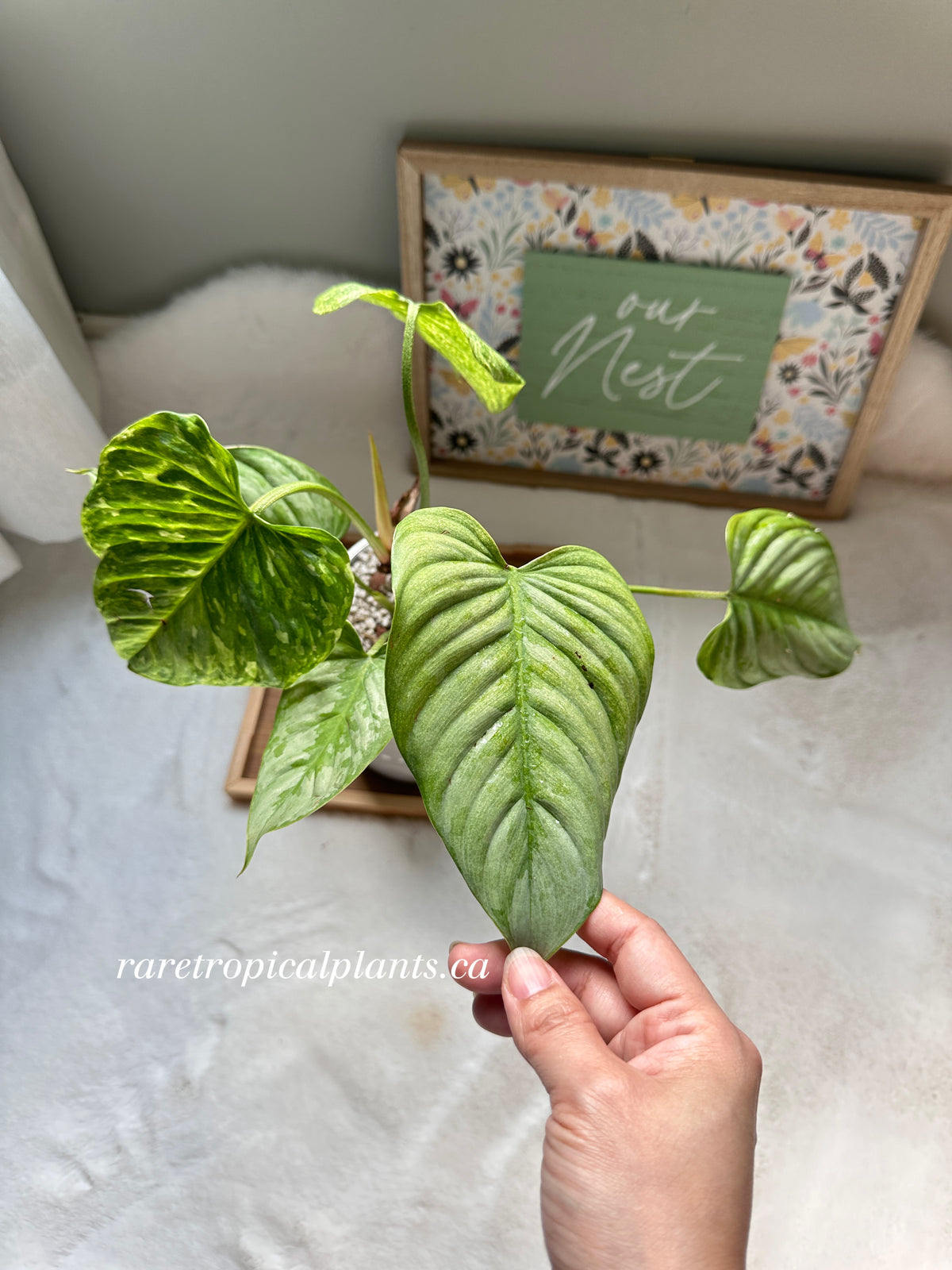 Philodendron Sodiroi Variegated