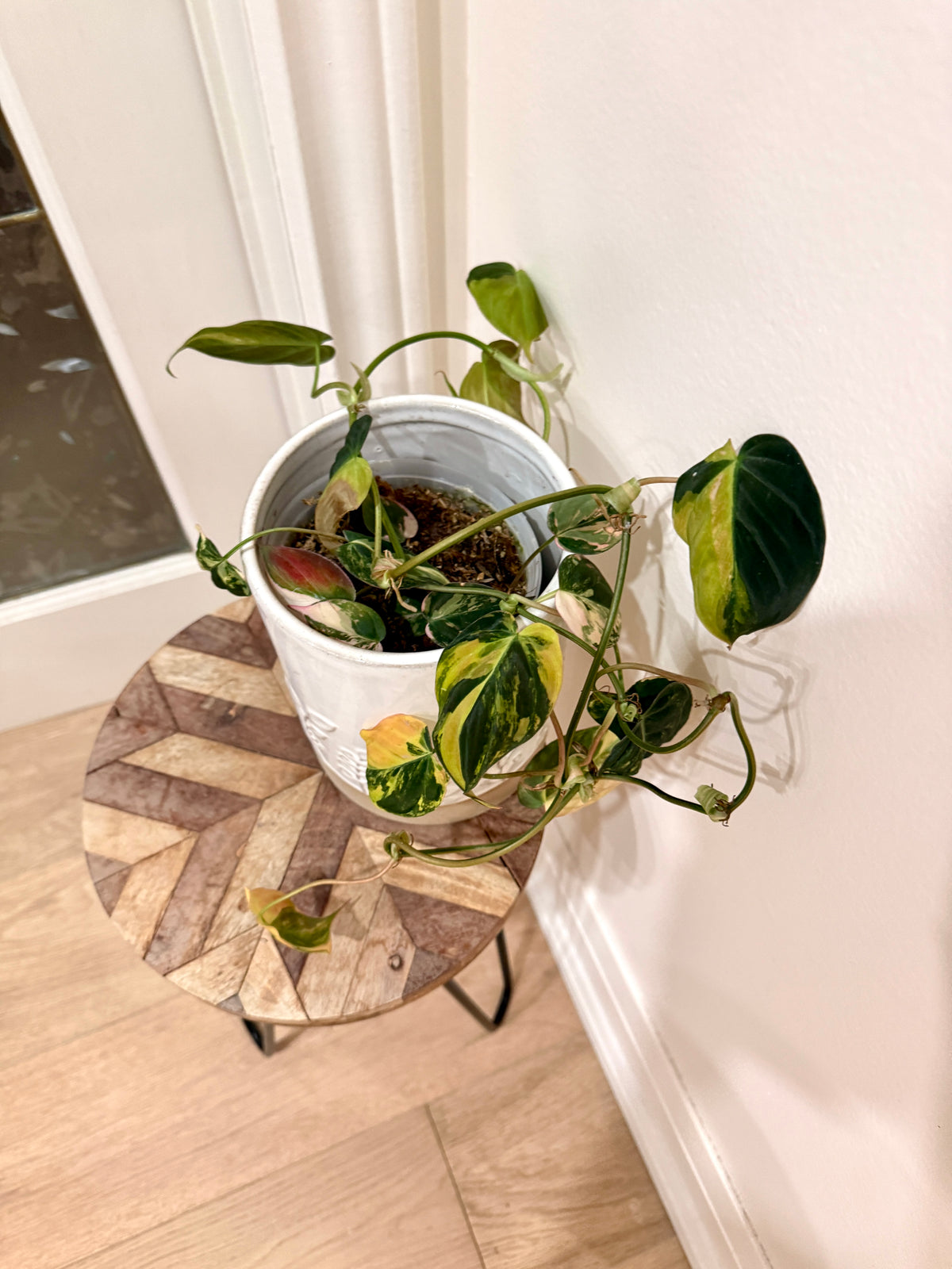 Philodendron Micans Variegated