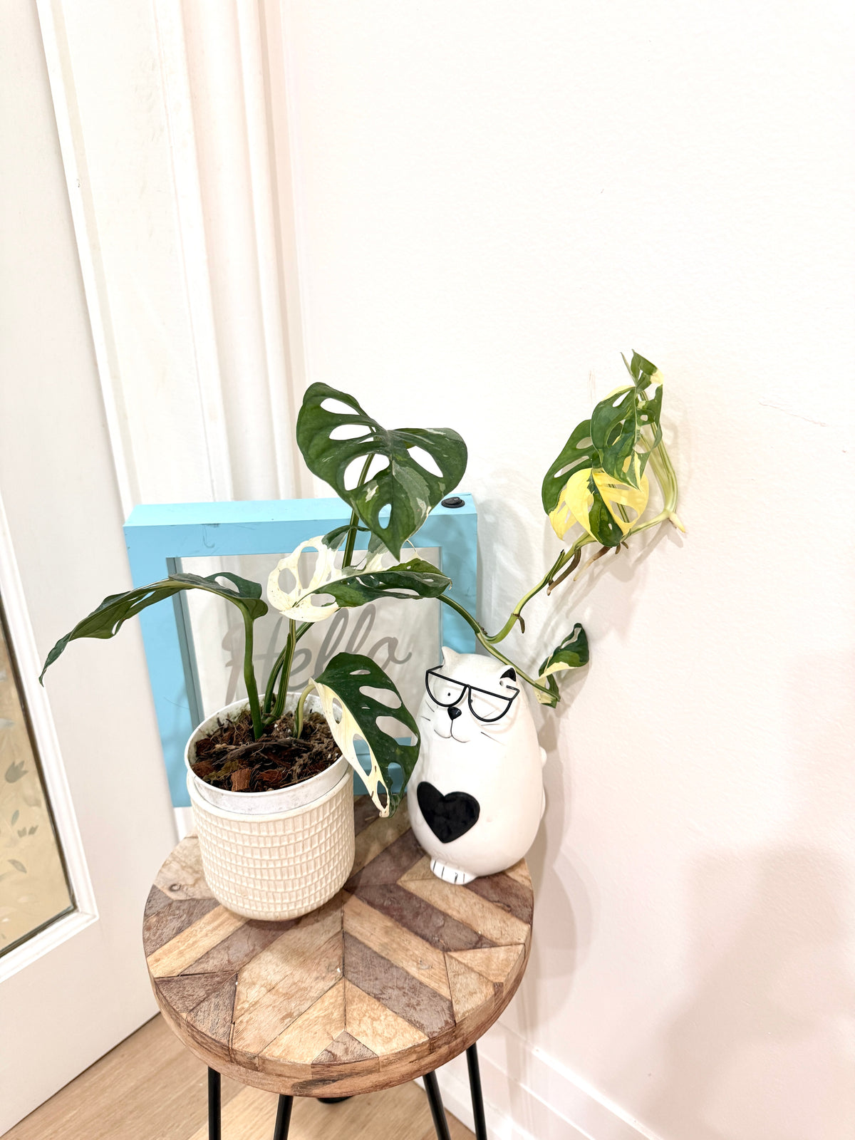 Monstera Adansonii Albo Variegated