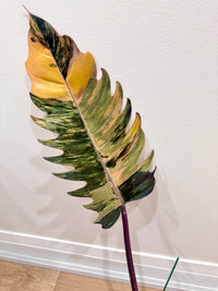 Philodendron Caramel Marble