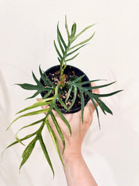 Philodendron Tortum Variegated