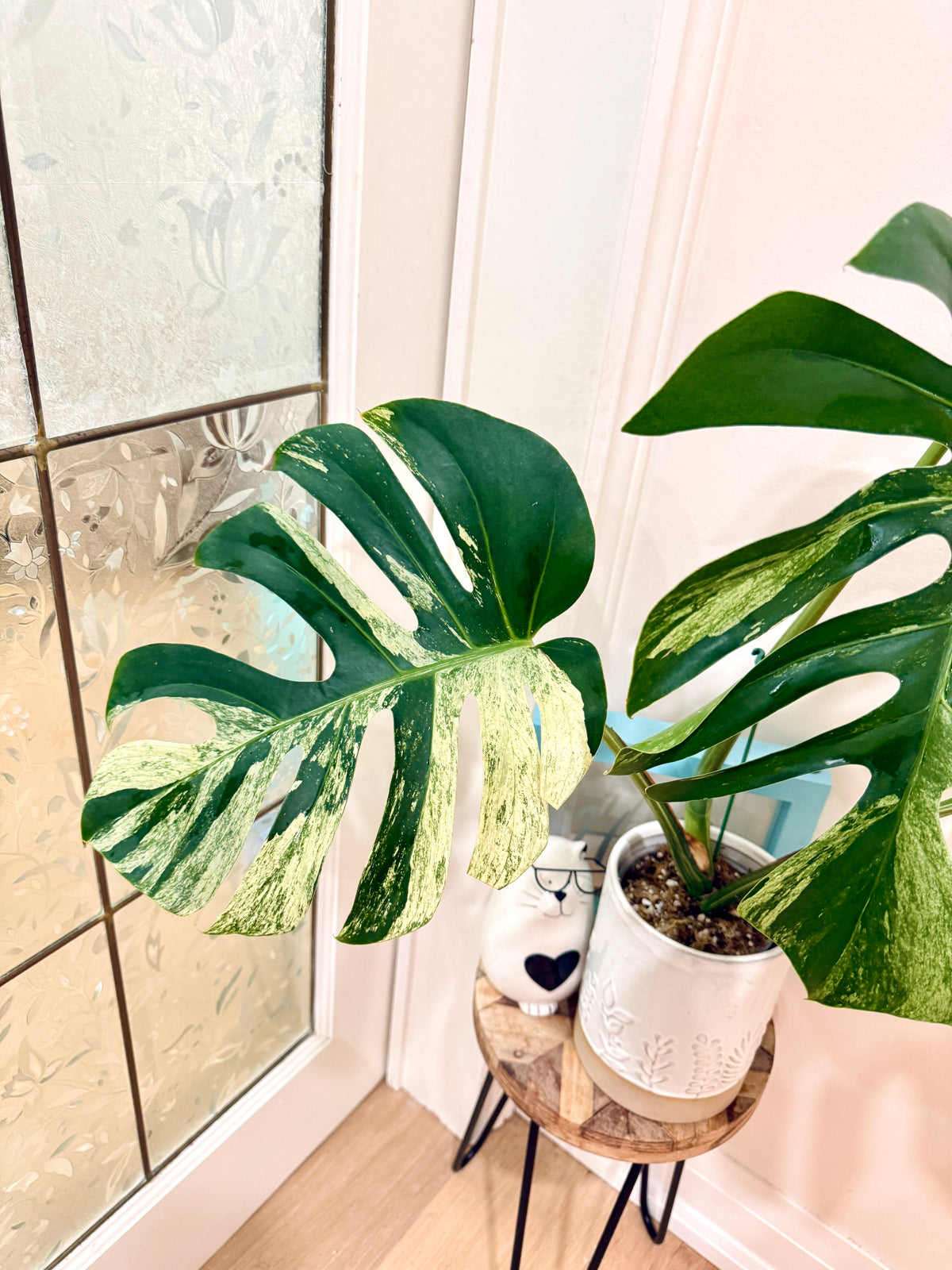 Monstera Jungle Mint