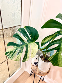 Monstera Jungle Mint