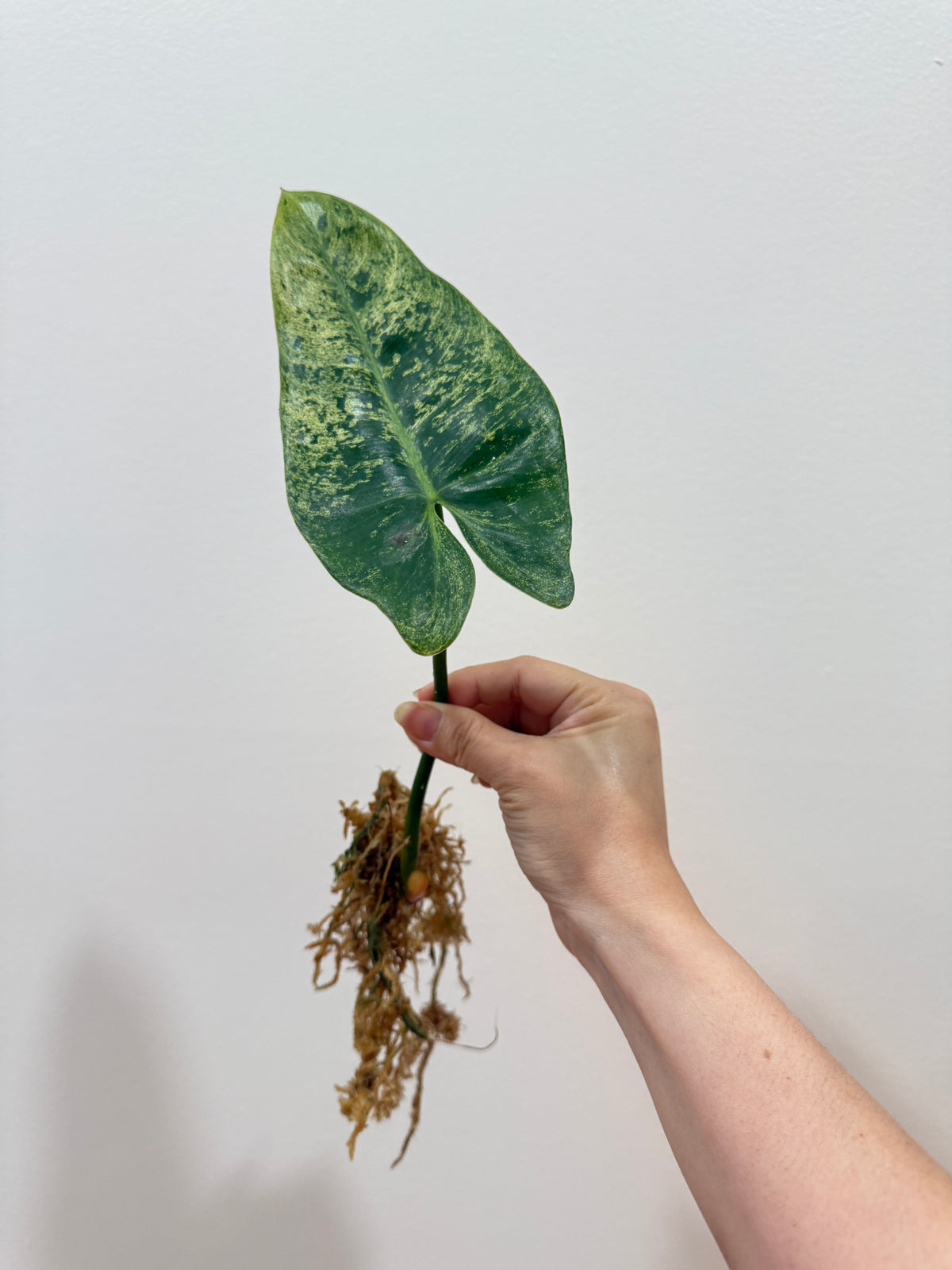 Philodendron Ilsemanii Variegated