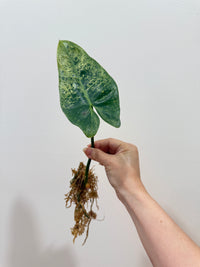 Philodendron Ilsemanii Variegated