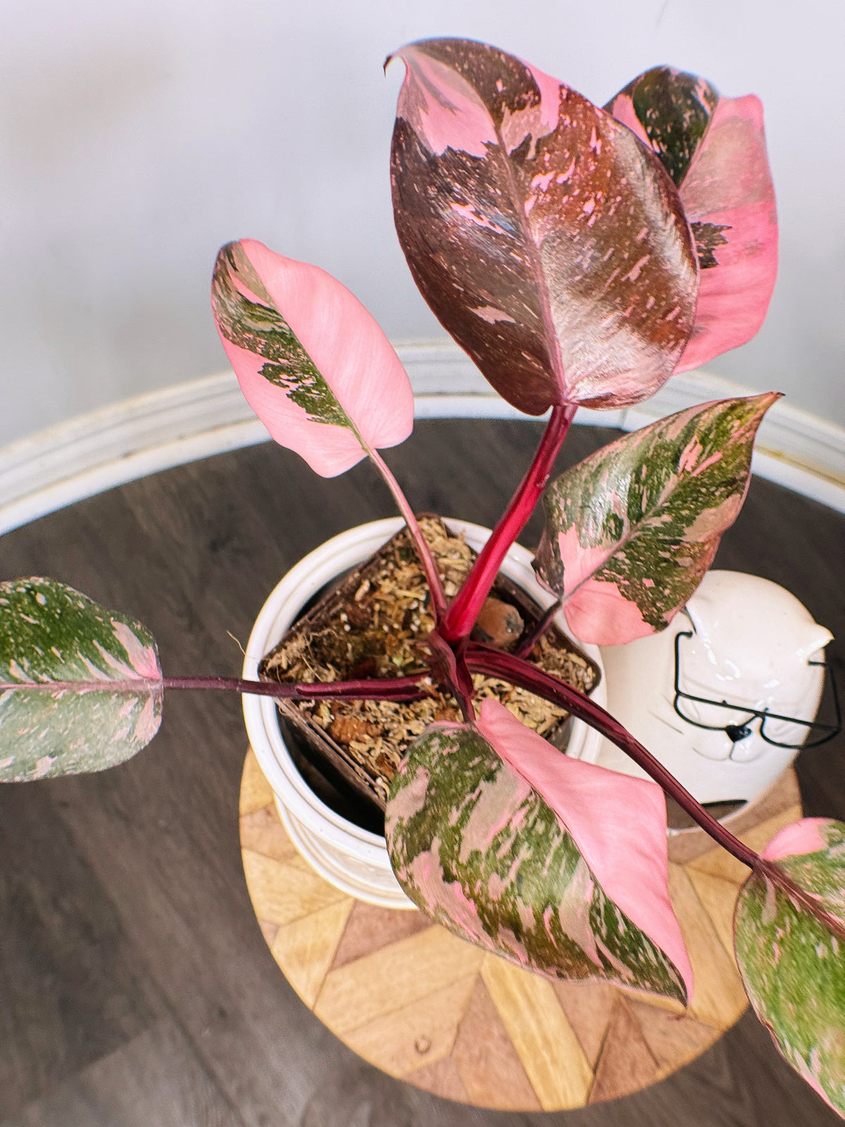Philodendron Pink Princess Galaxy