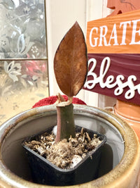 Pink ZZ Raven Plant Variegated