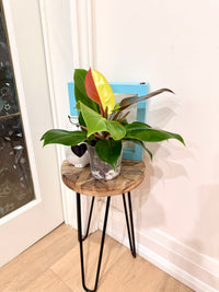 Philodendron Red Moon Variegated