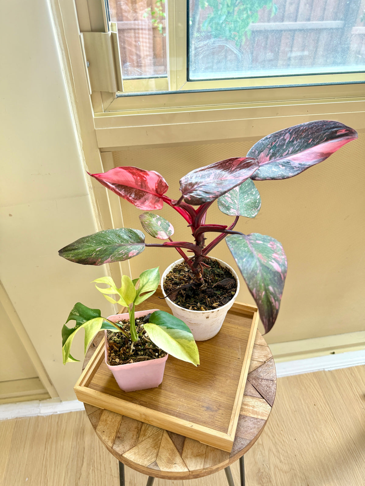 Pink Princess Galaxy & Tetrasperma Albo