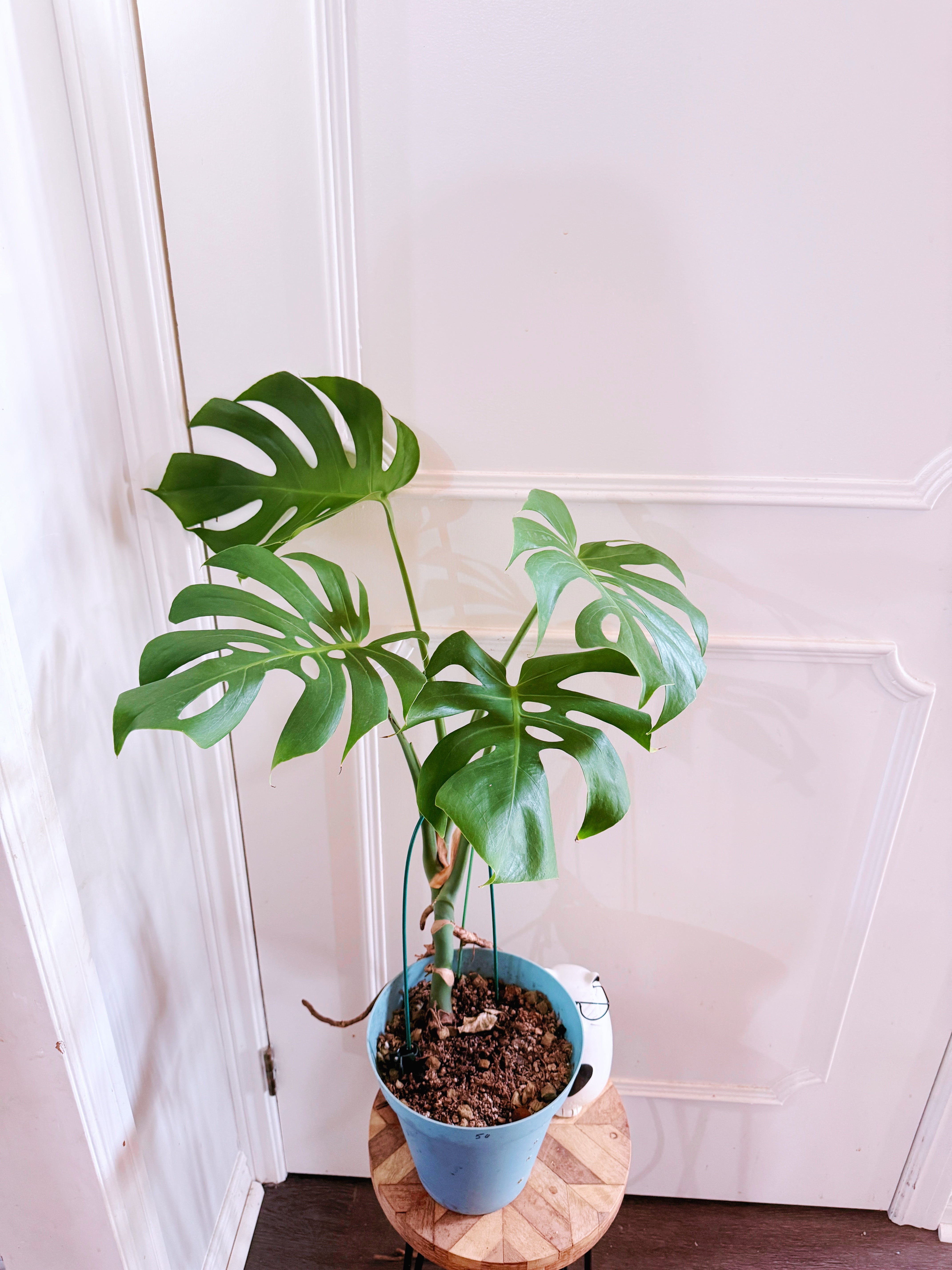 Monstera – Rare Tropical Plants Canada Monstera – Rare Tropical Plants Canada