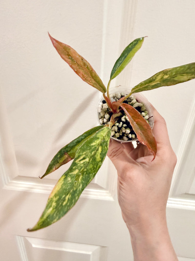 Philodendron Caramel Fire Tiger