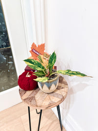 Philodendron Caramel Fire Tiger