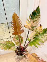 Philodendron Caramel Marble
