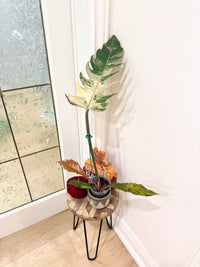 Philodendron Caramel Marble