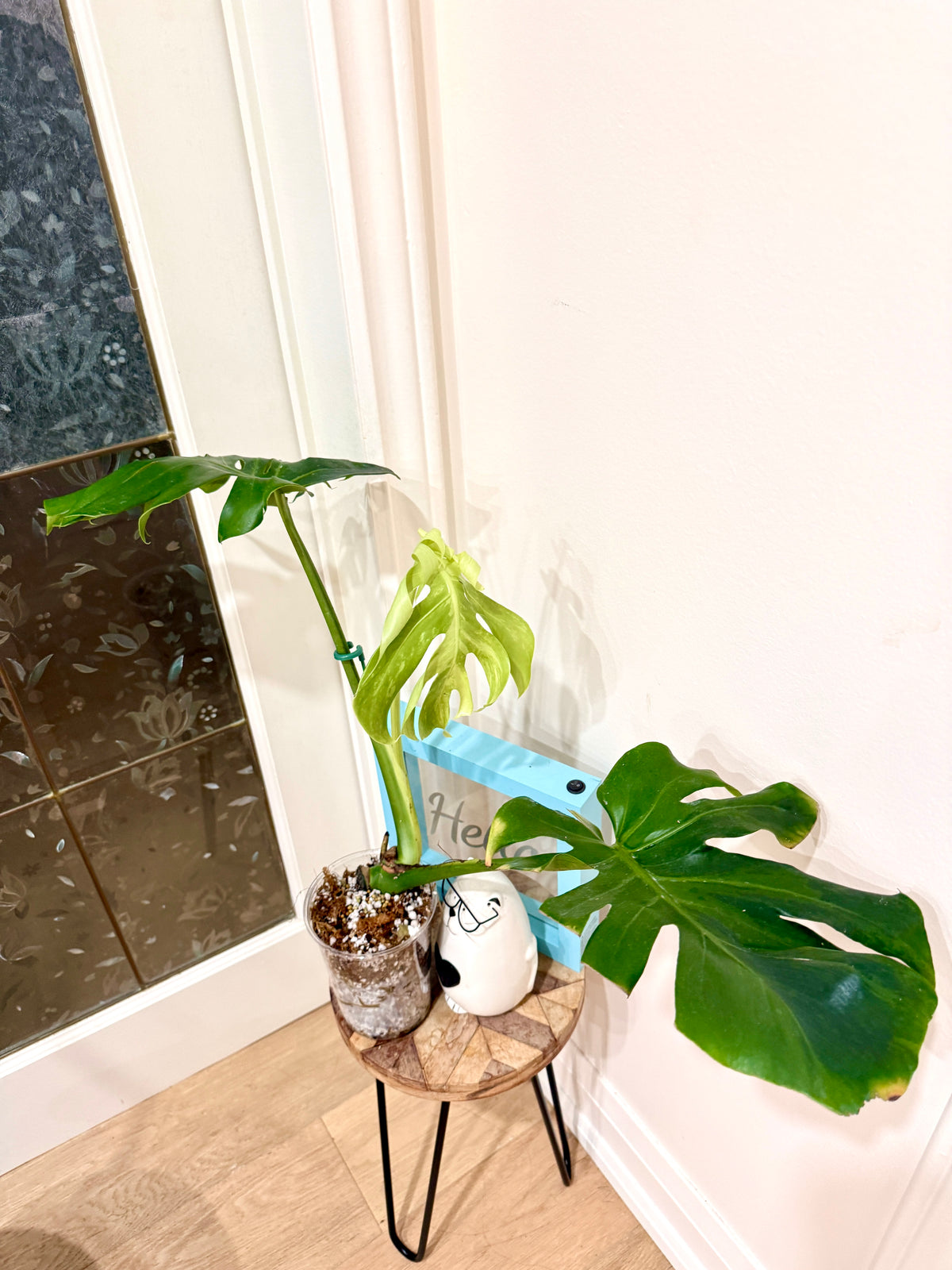 Monstera Ocean Green Mint