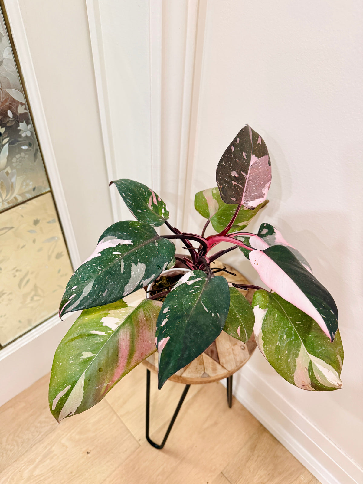 Philodendron Red Anderson Variegated