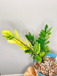 ZZ Yellow Plant/ Zamioculcas Zamiifolia Yellow Variegated