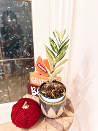 ZZPlant Aurea