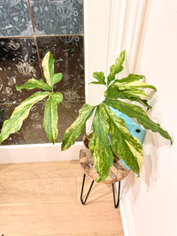 Anthurium clavigerum variegated
