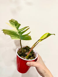 Philodendron Florida Beauty x Tortum