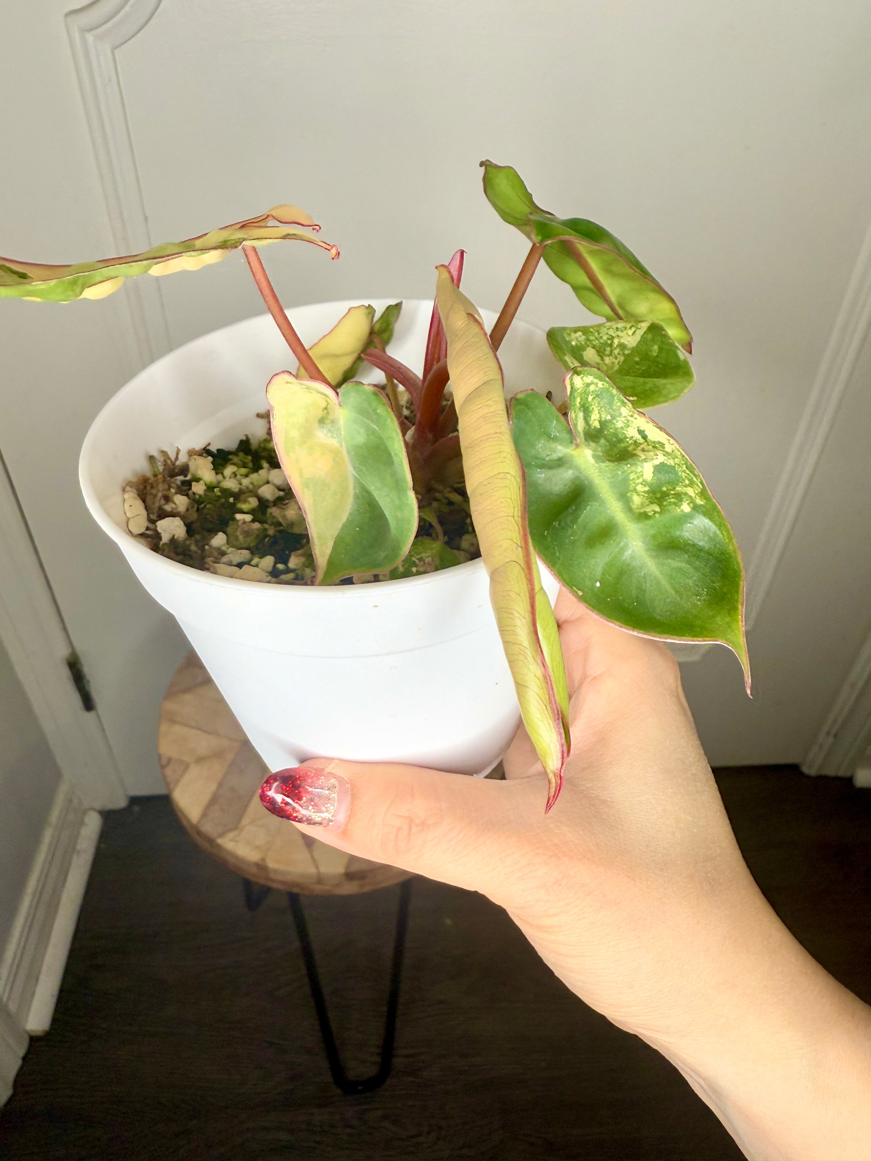 PHILODENDRON BILLIETIAE VARIEGATED (TC) – Rare Tropical Plants Canada