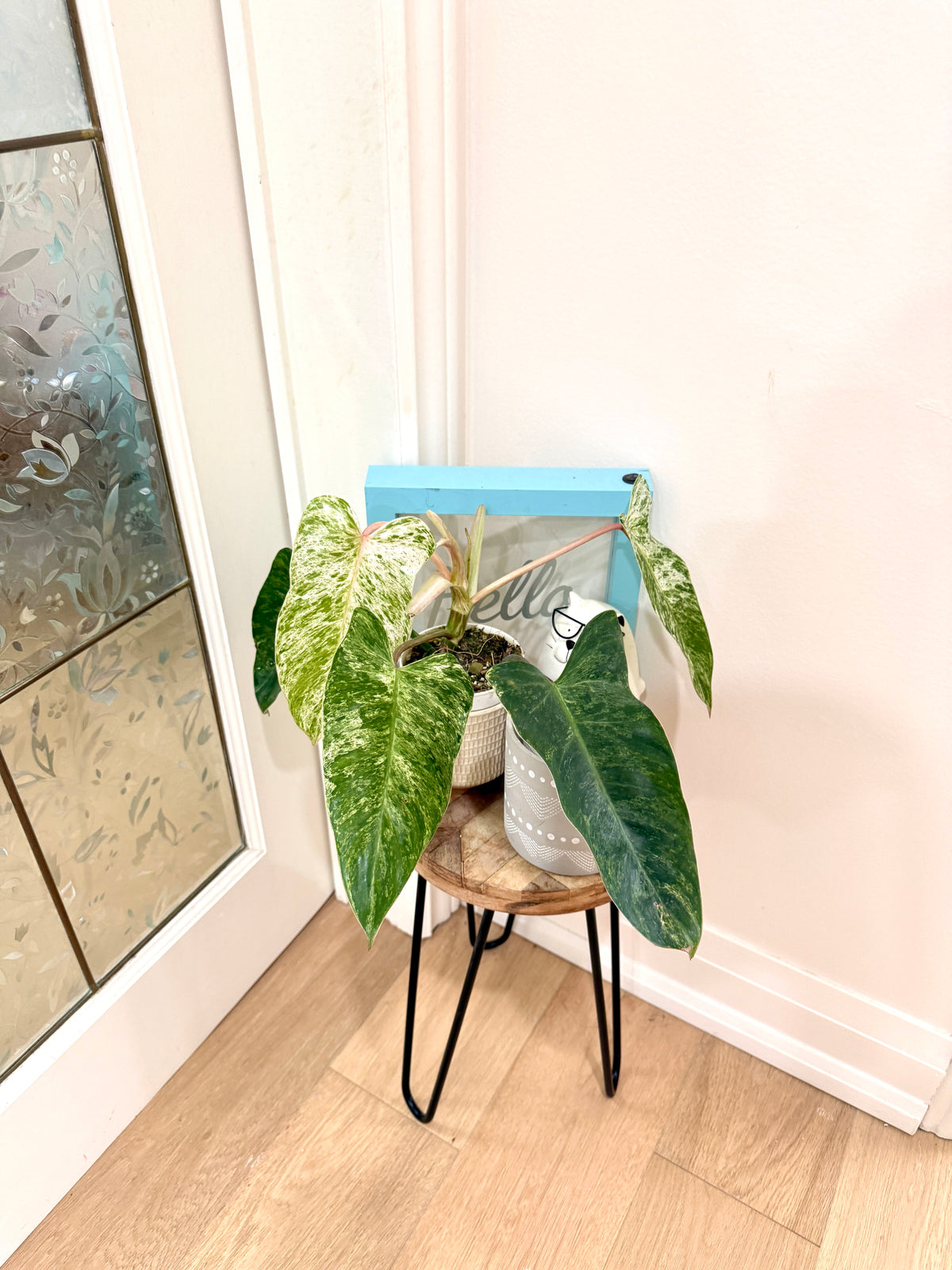 Philodendron Emerald Ice