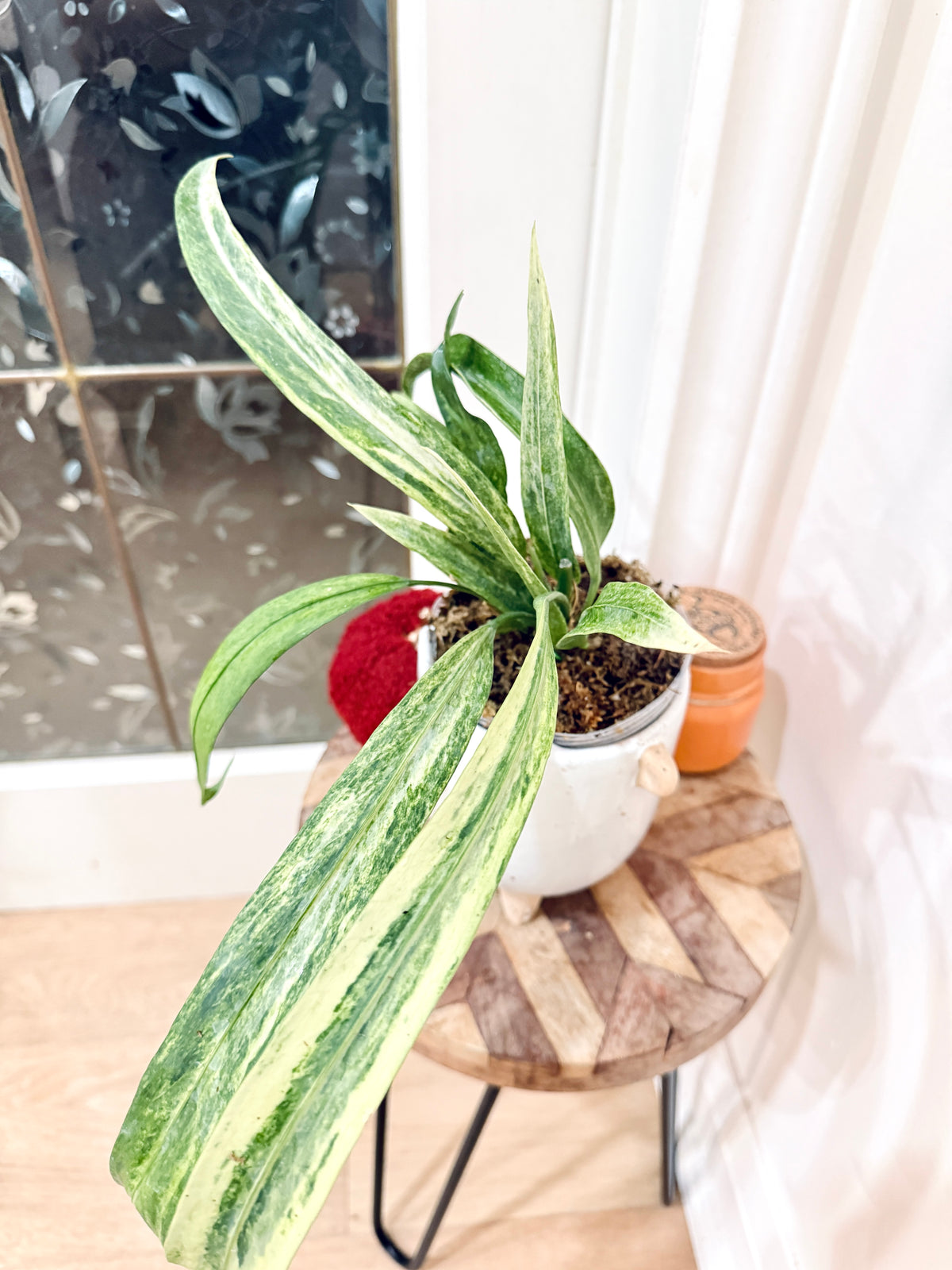 Anthurium Vittarifolium Variegated