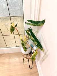 Philodendron Billietiae Variegated