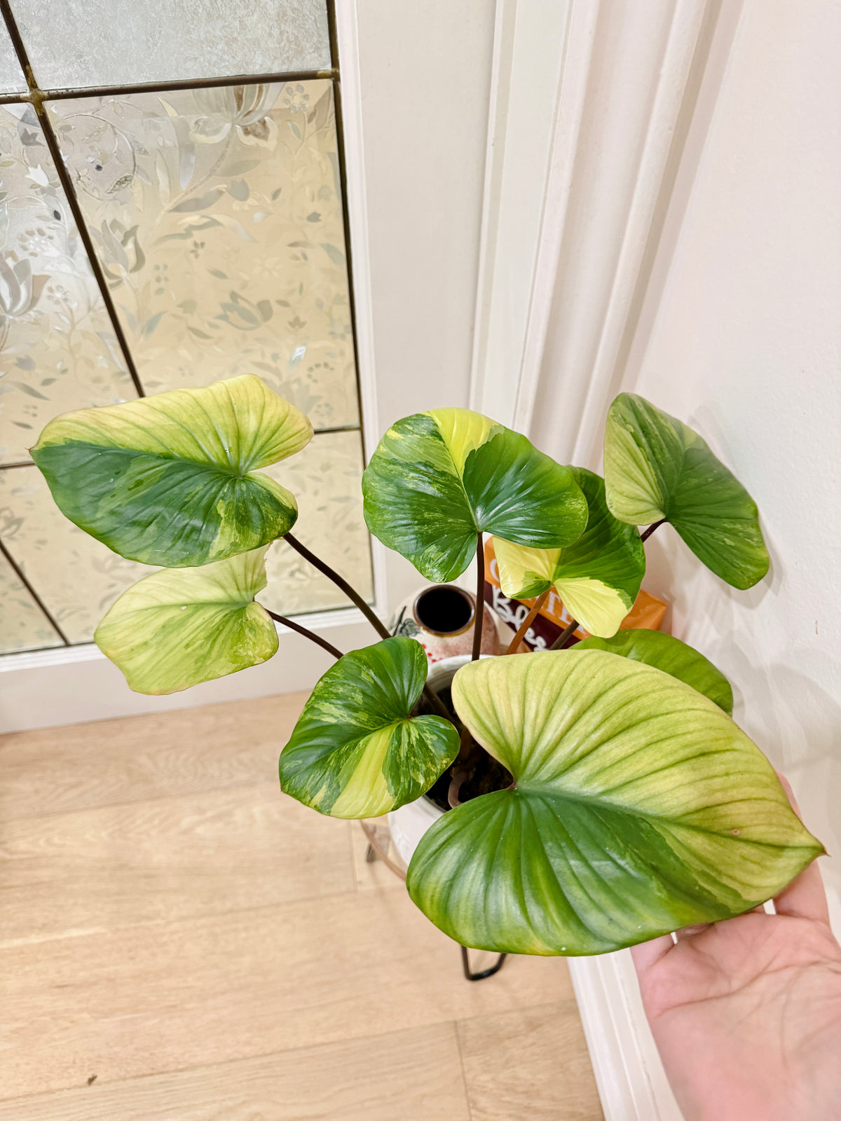 Homalomena Rubescens Aurea Variegated