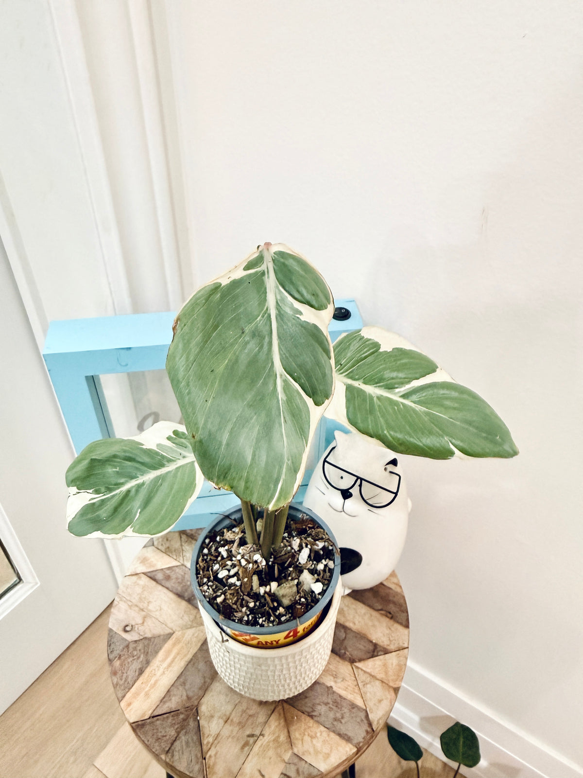 Homalomena Stardust Mutation