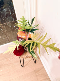 Philodendron Flobe x Tortum